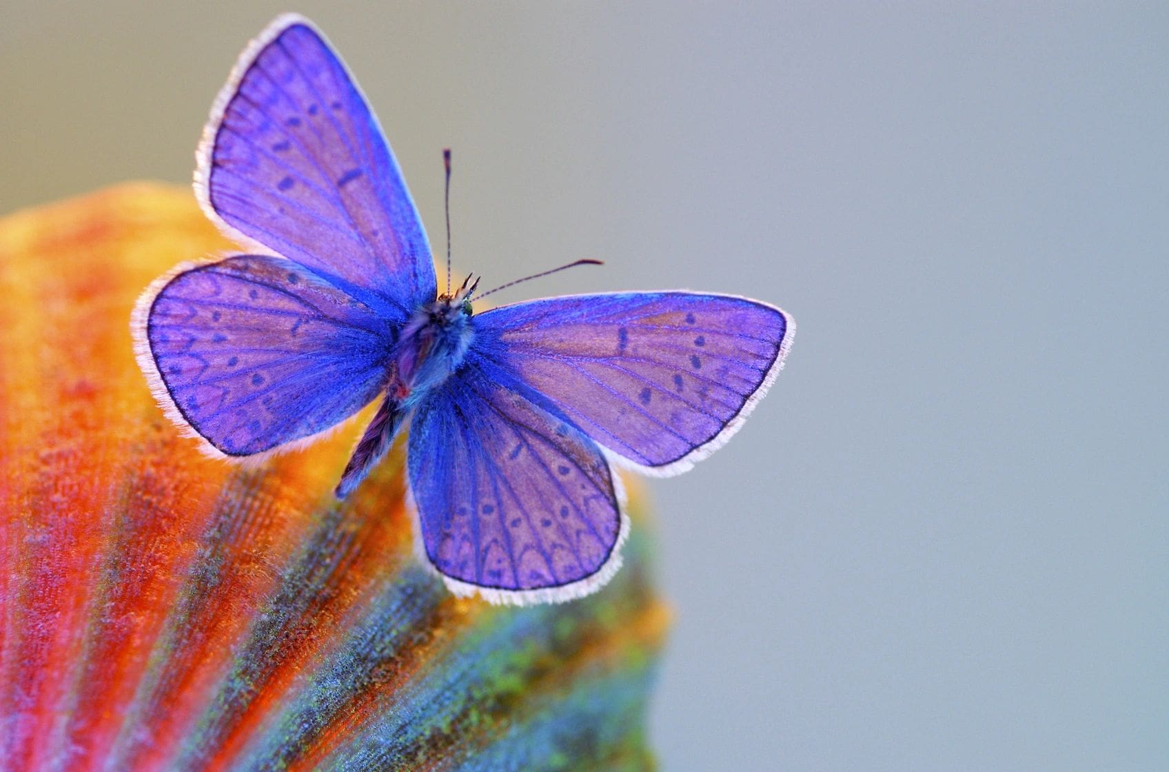 A butterfly is sitting on the top of a flower.