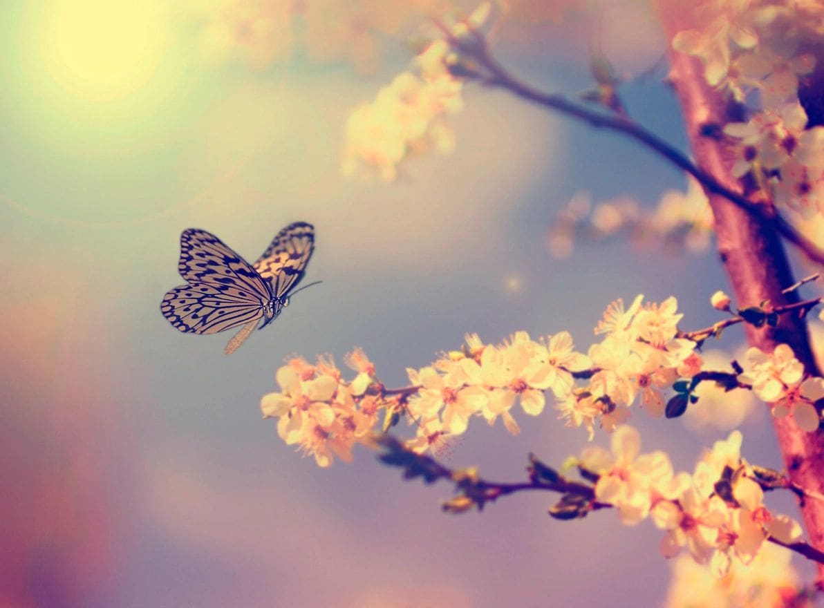 A butterfly flying near some flowers in the sky.